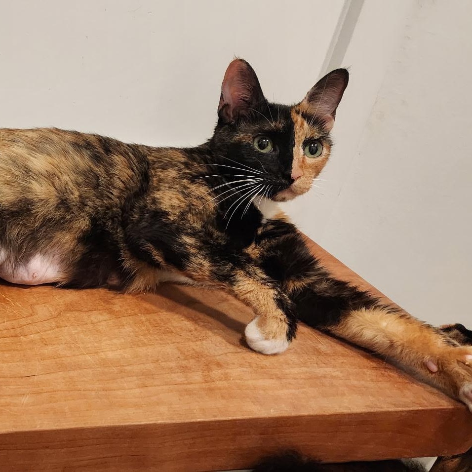Cookie, a ADOPTABLE Domestic Short Hair in Renton , WA image 3/3
