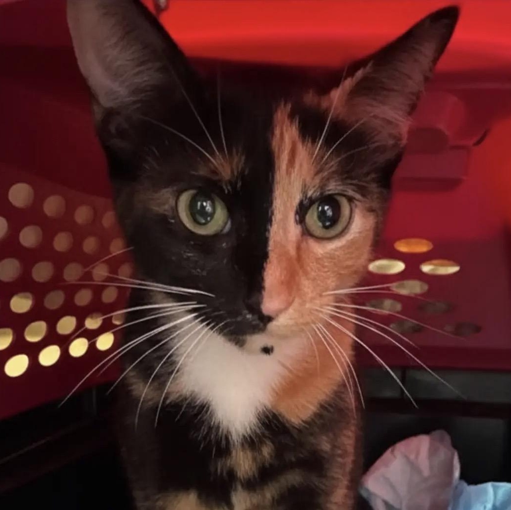 Cookie, a ADOPTABLE Domestic Short Hair in Renton , WA image 1/3