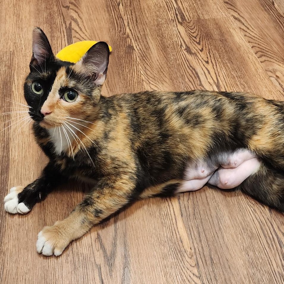 Cookie, a ADOPTABLE Domestic Short Hair in Renton , WA image 2/3