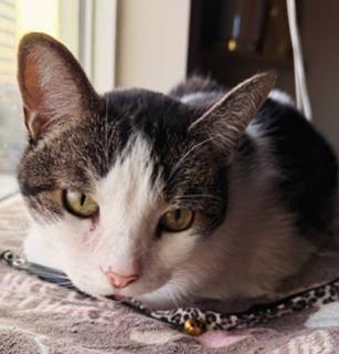 Biskit, Adoptable, Senior Female Domestic Short Hair.