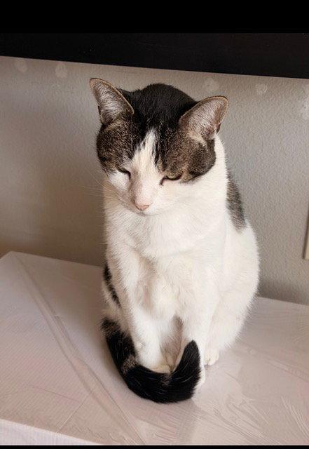 Enlarge Biskit, a Adoptable Domestic Short Hair in Chandler, AZ image 2/3