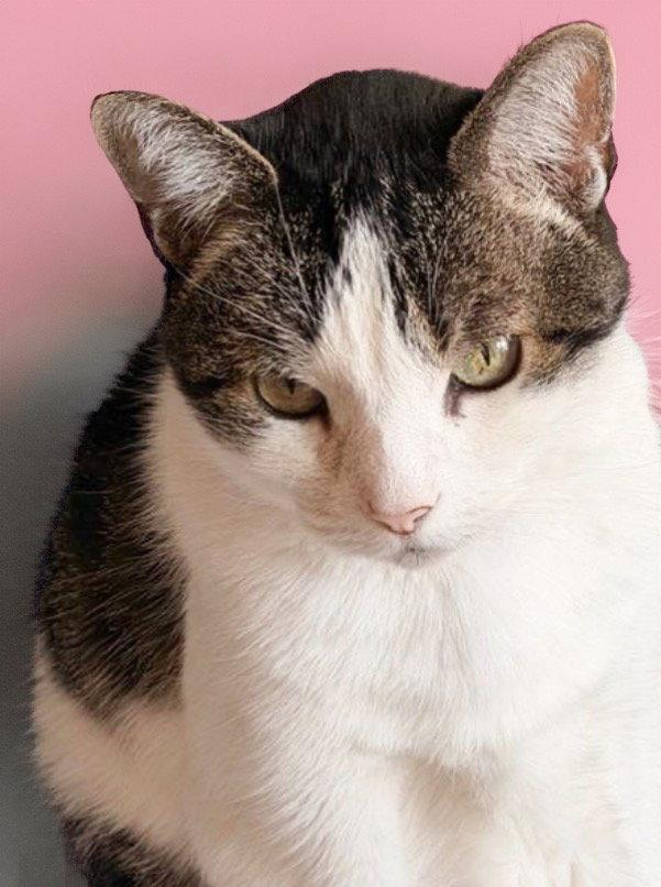 Enlarge Biskit, a Adoptable Domestic Short Hair in Chandler, AZ image 3/3