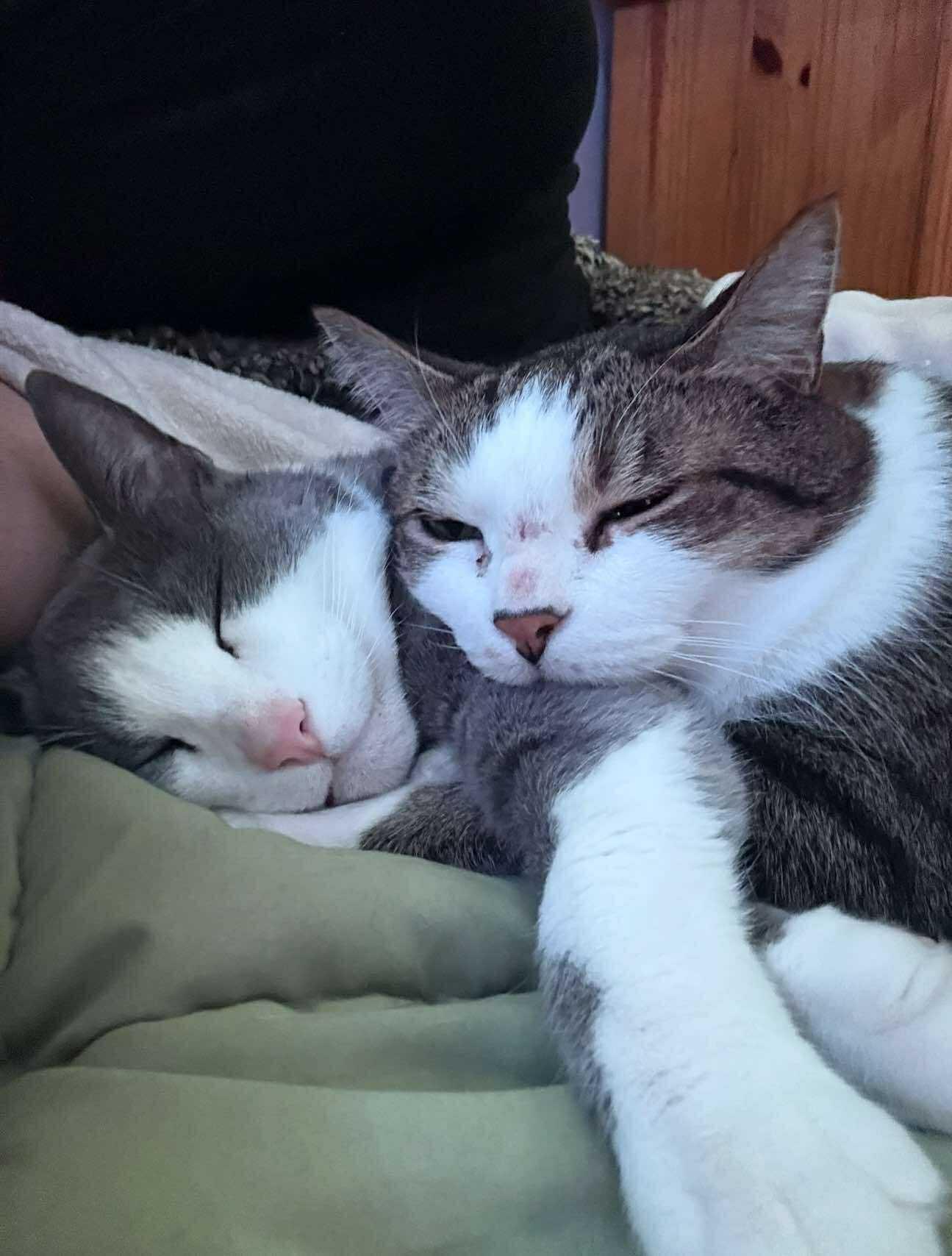 King Louie and Baloo, a Adoptable mixed breed in Oak Forest, IL image 3/6