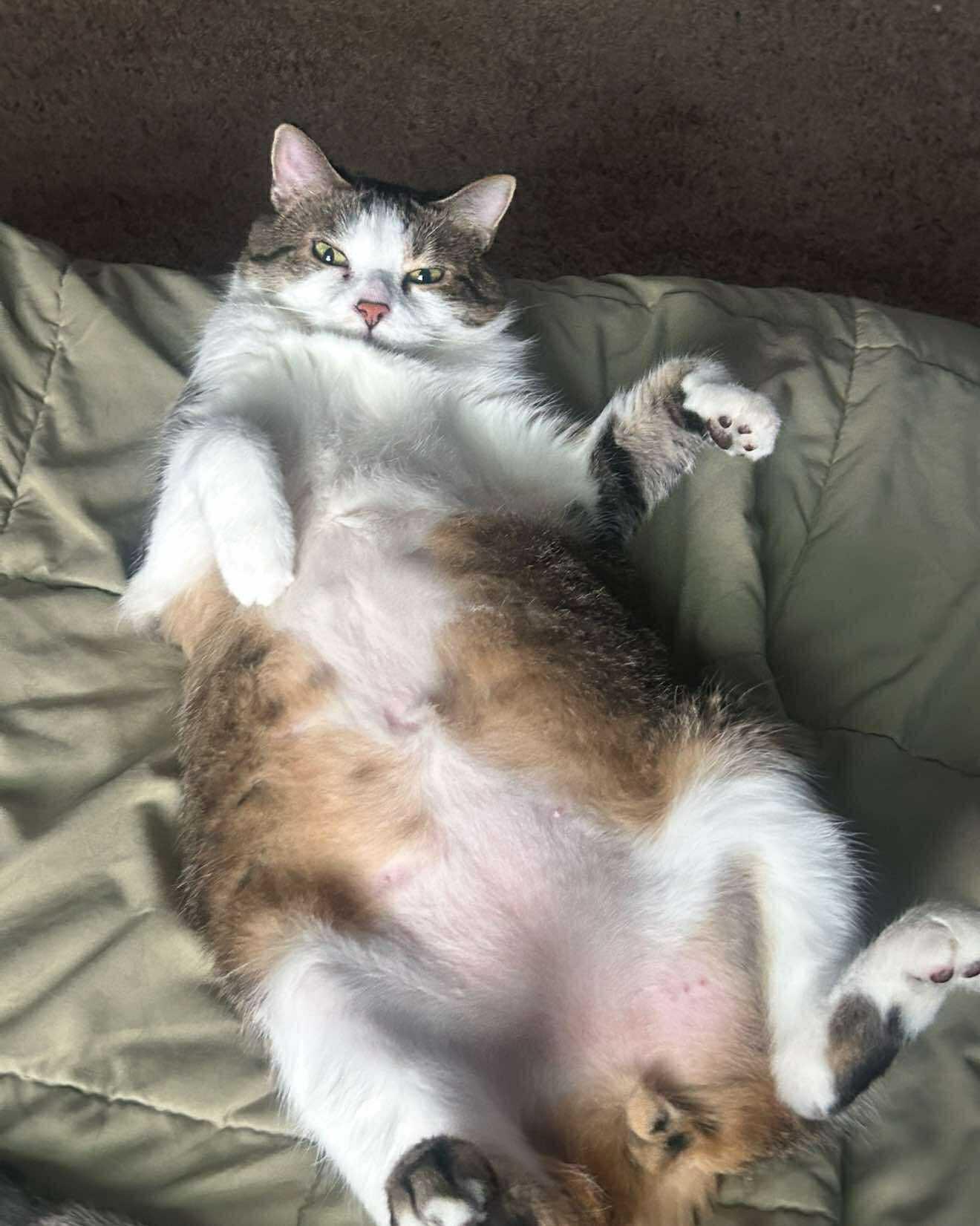 King Louie and Baloo, a Adoptable mixed breed in Oak Forest, IL image 4/6