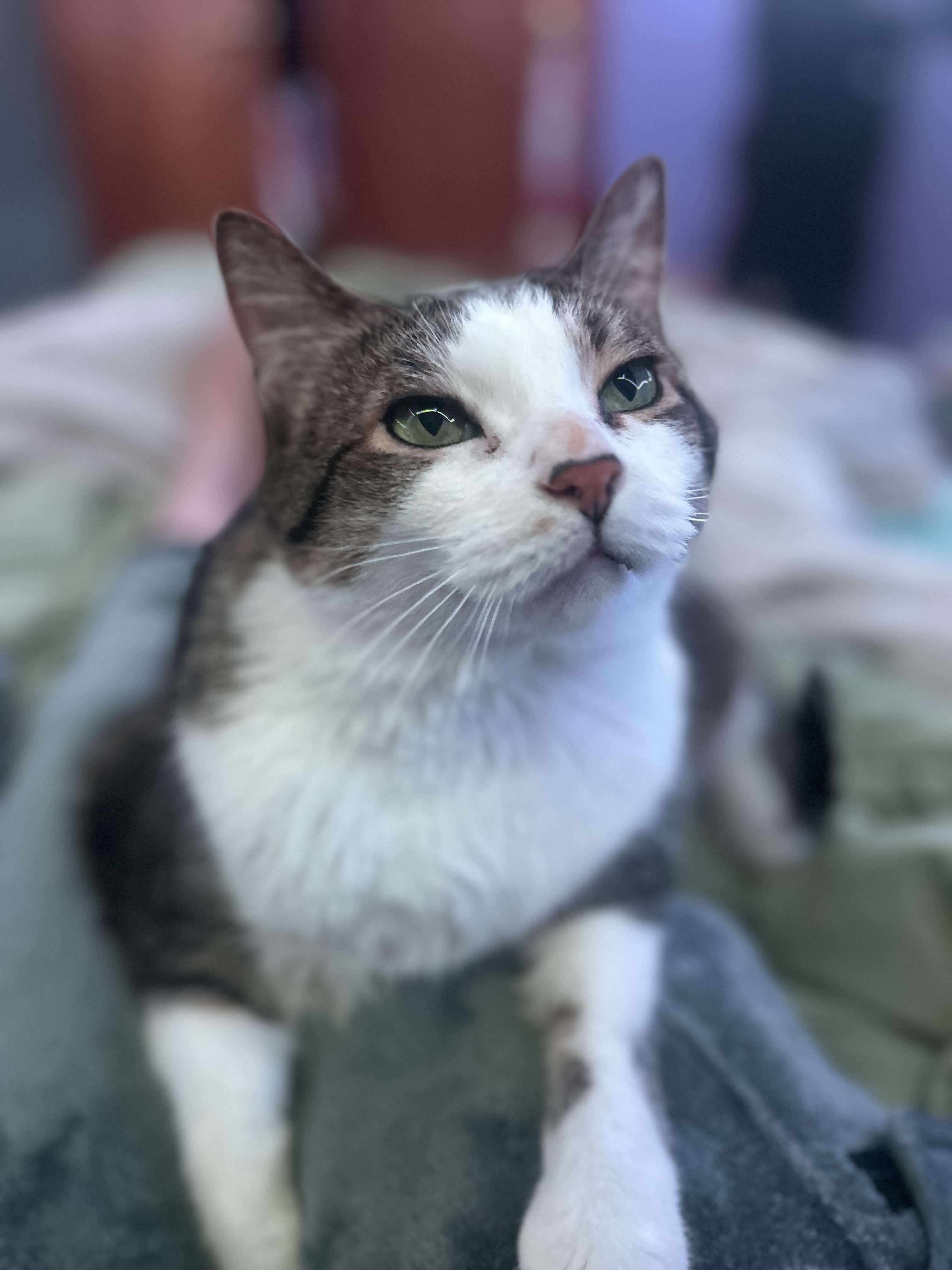 King Louie and Baloo, Adoptable, Senior Male Domestic Short Hair & Tabby.