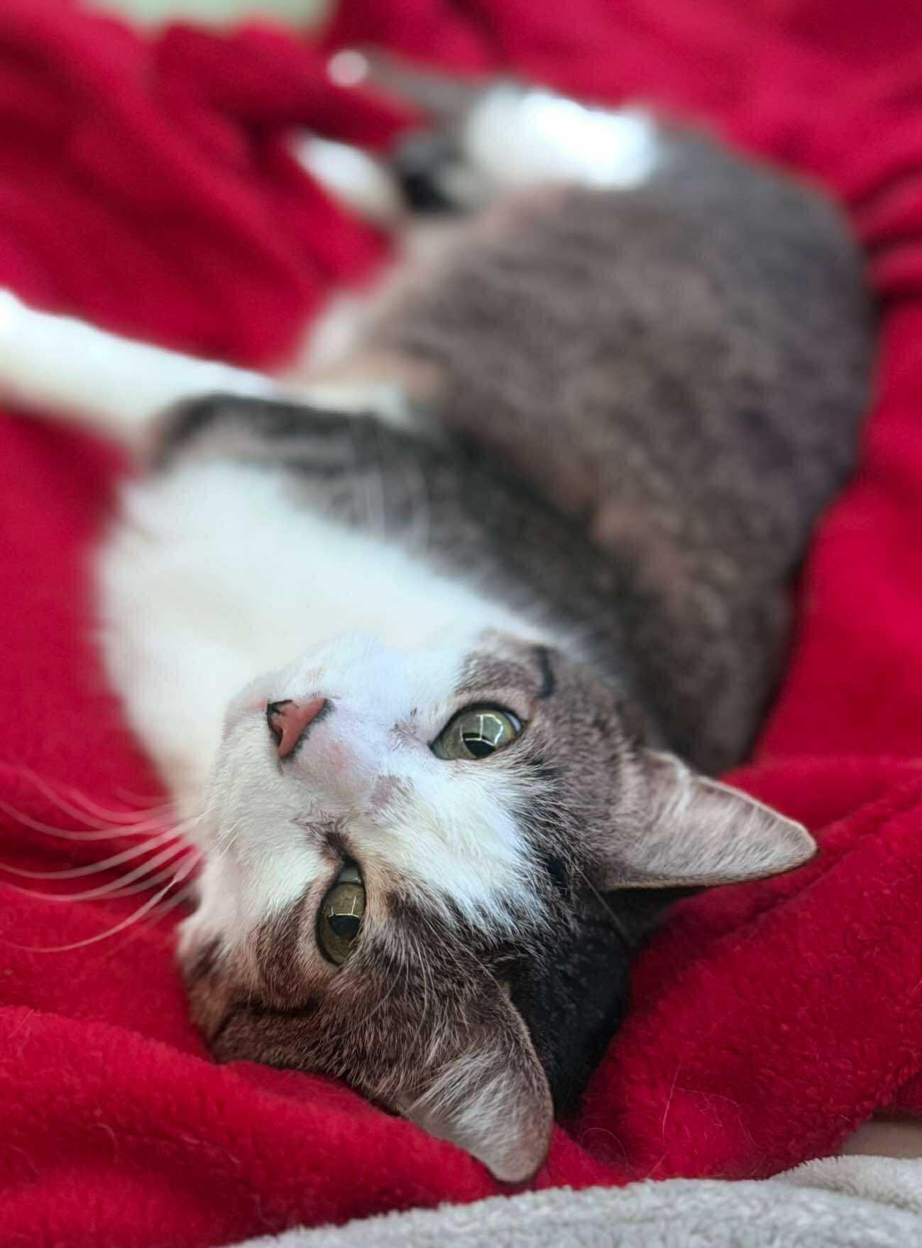 King Louie and Baloo, a Adoptable mixed breed in Oak Forest, IL image 6/6