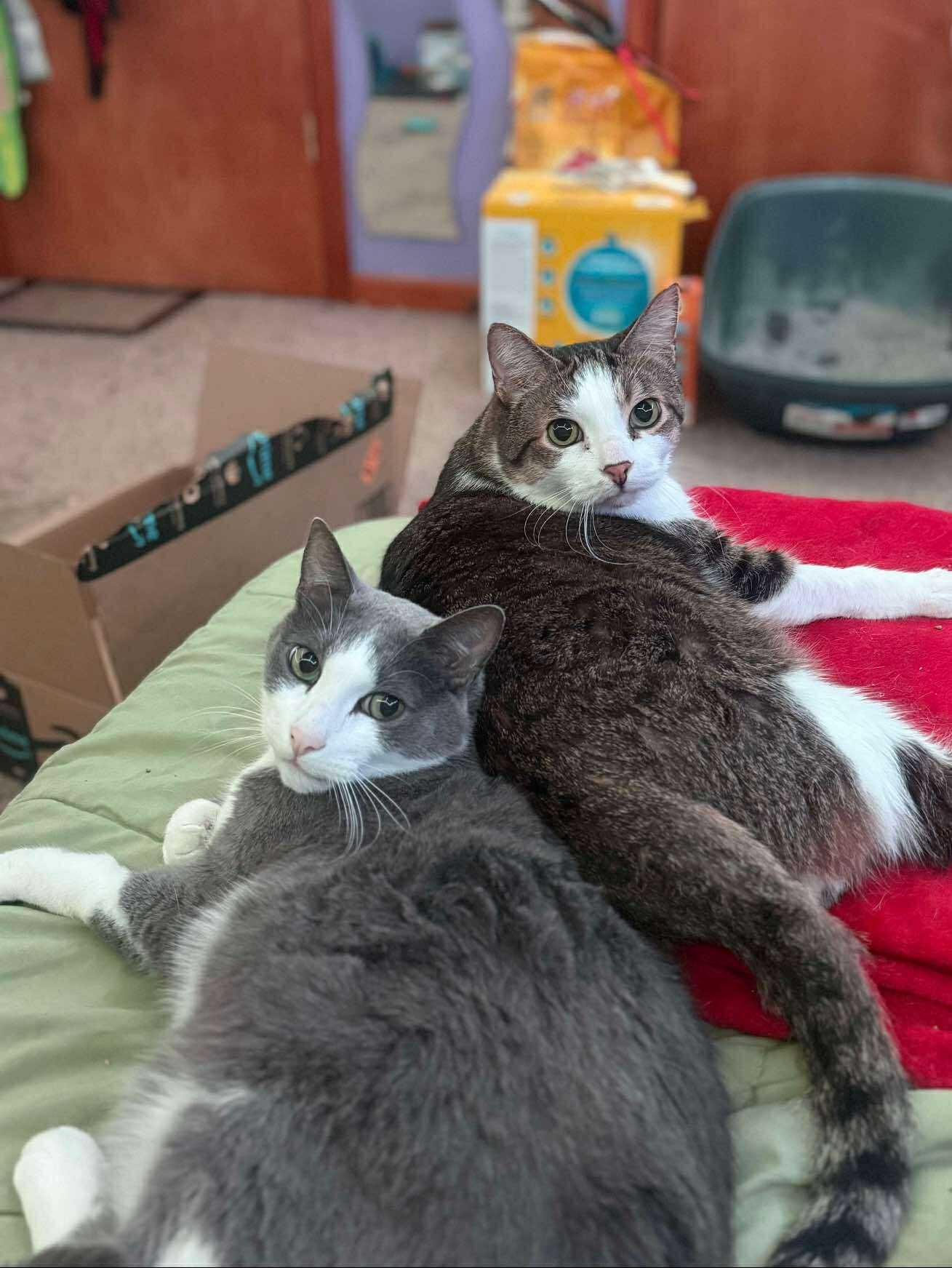King Louie and Baloo, a Adoptable mixed breed in Oak Forest, IL image 5/6