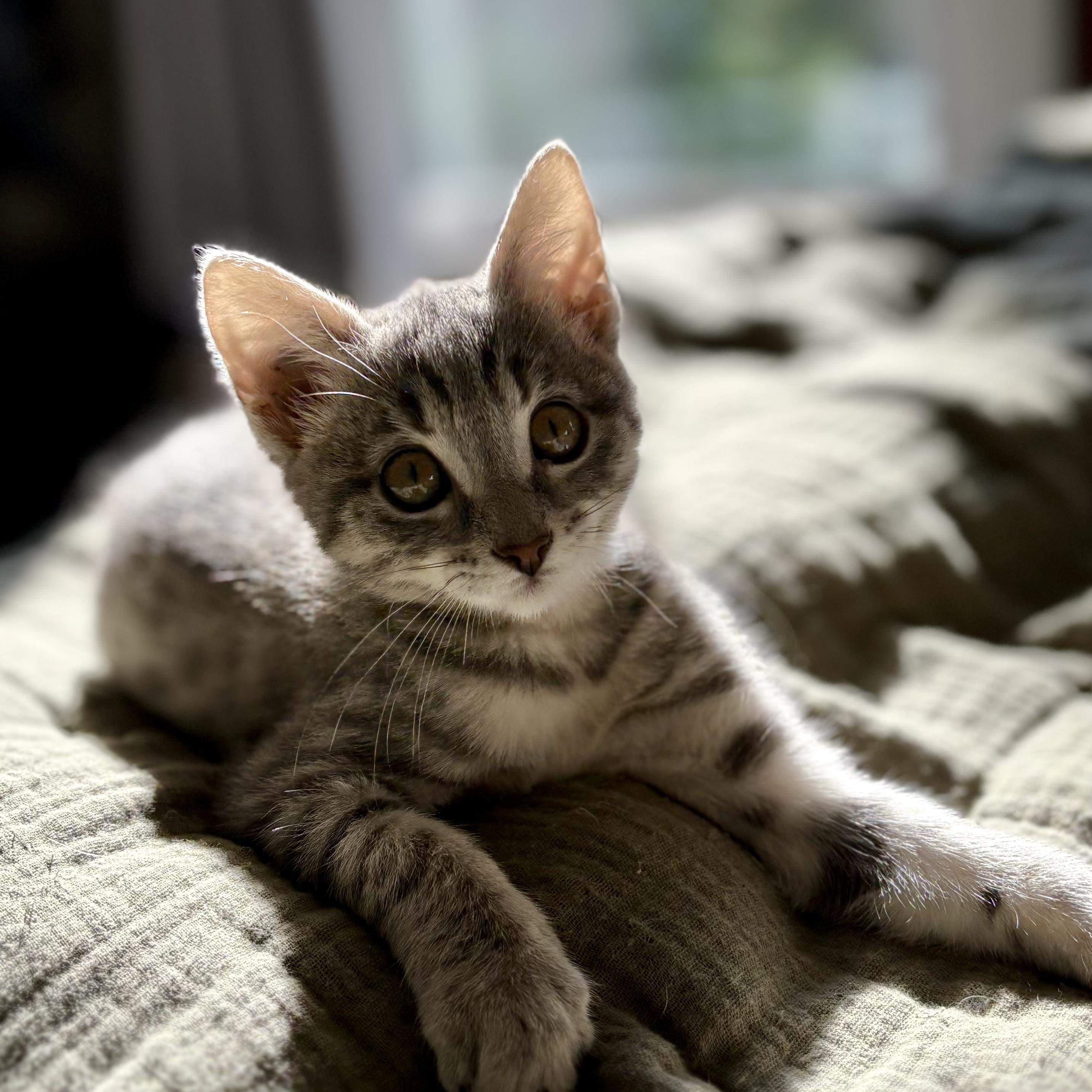 Sugar, Adoptable, Kitten Female Domestic Short Hair.