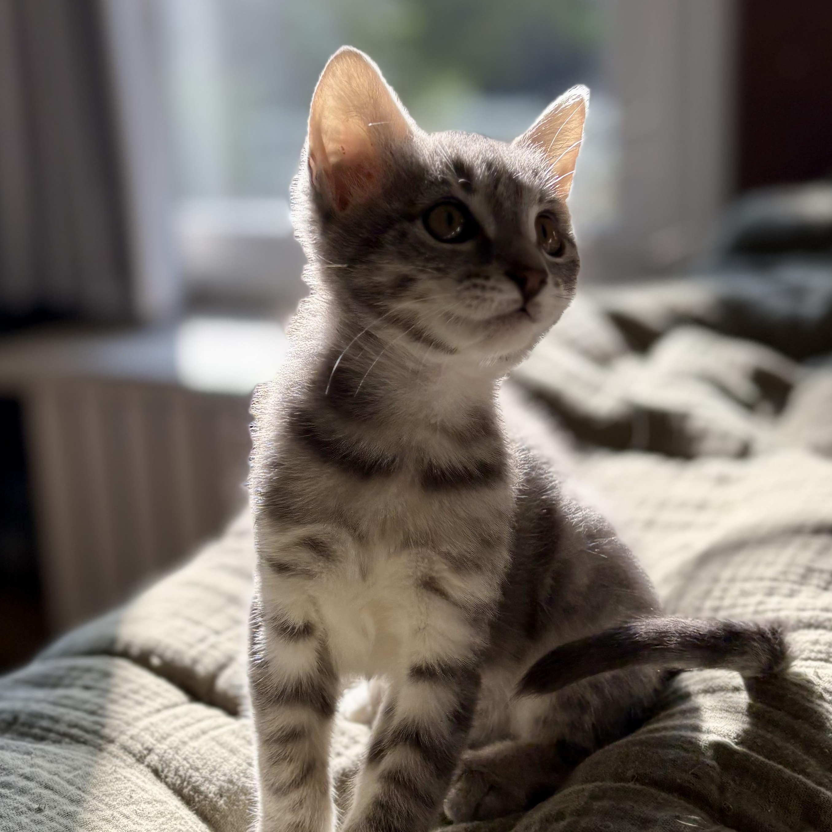 Enlarge Sugar, a Adoptable mixed breed in Ellensburg, WA image 3/5