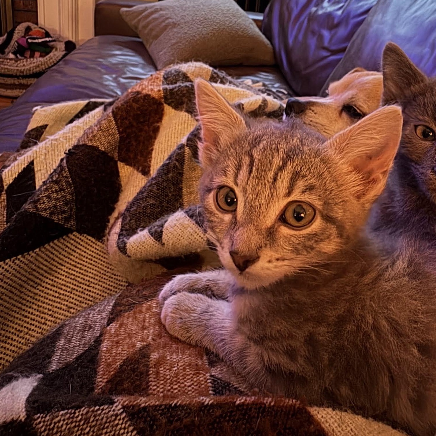 Enlarge Sugar, a Adoptable mixed breed in Ellensburg, WA image 4/5