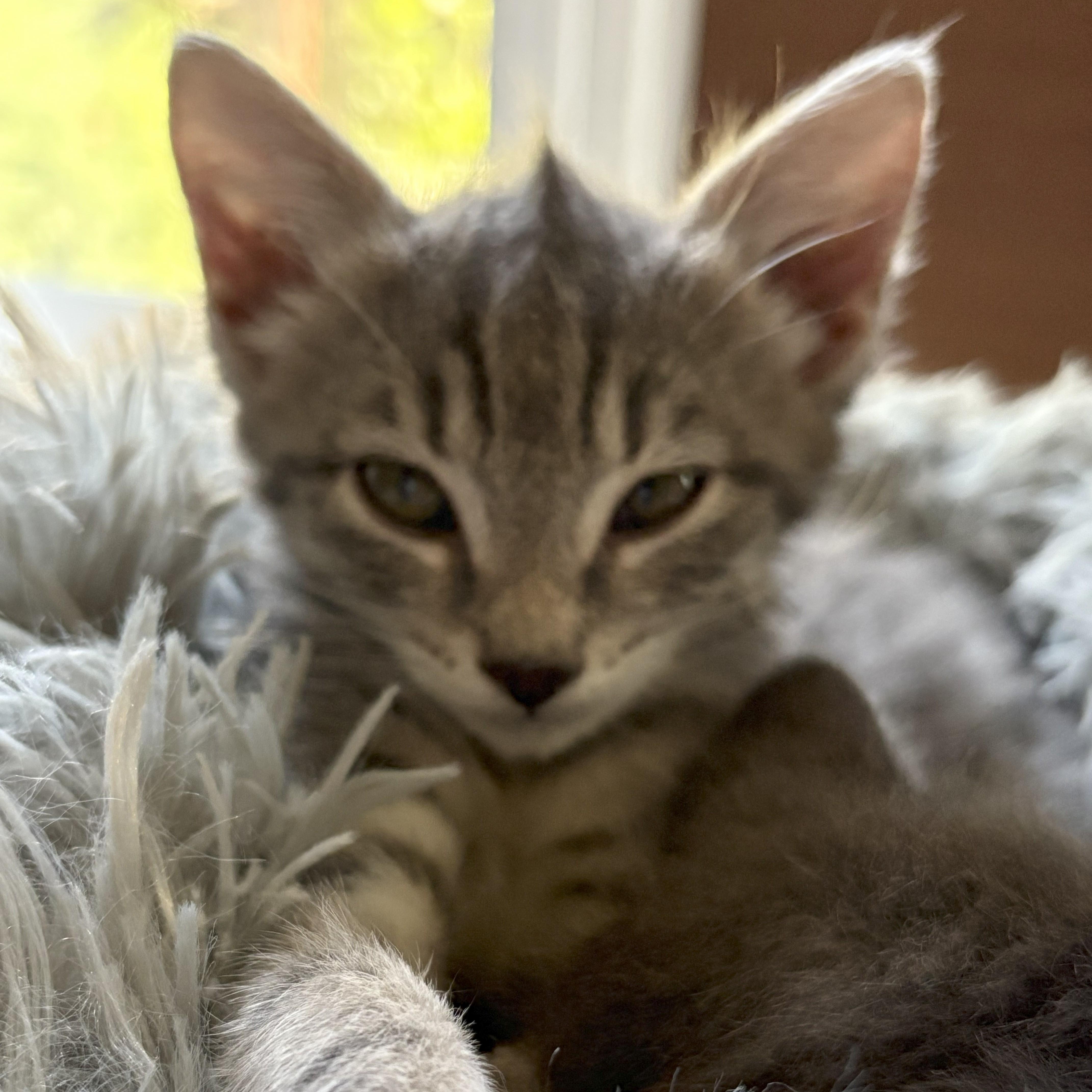 Enlarge Sugar, a Adoptable mixed breed in Ellensburg, WA image 5/5