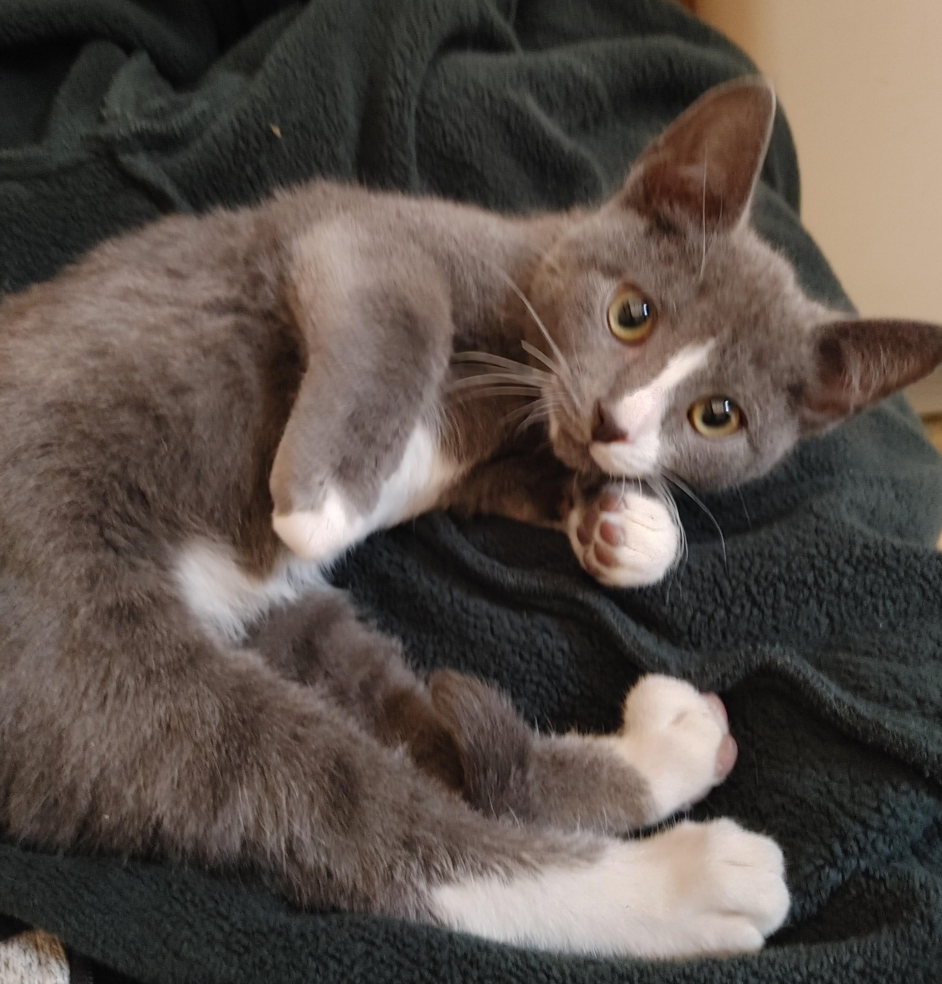 Enlarge Marty, a Adoptable Tuxedo in Waynesboro, VA image 1/4