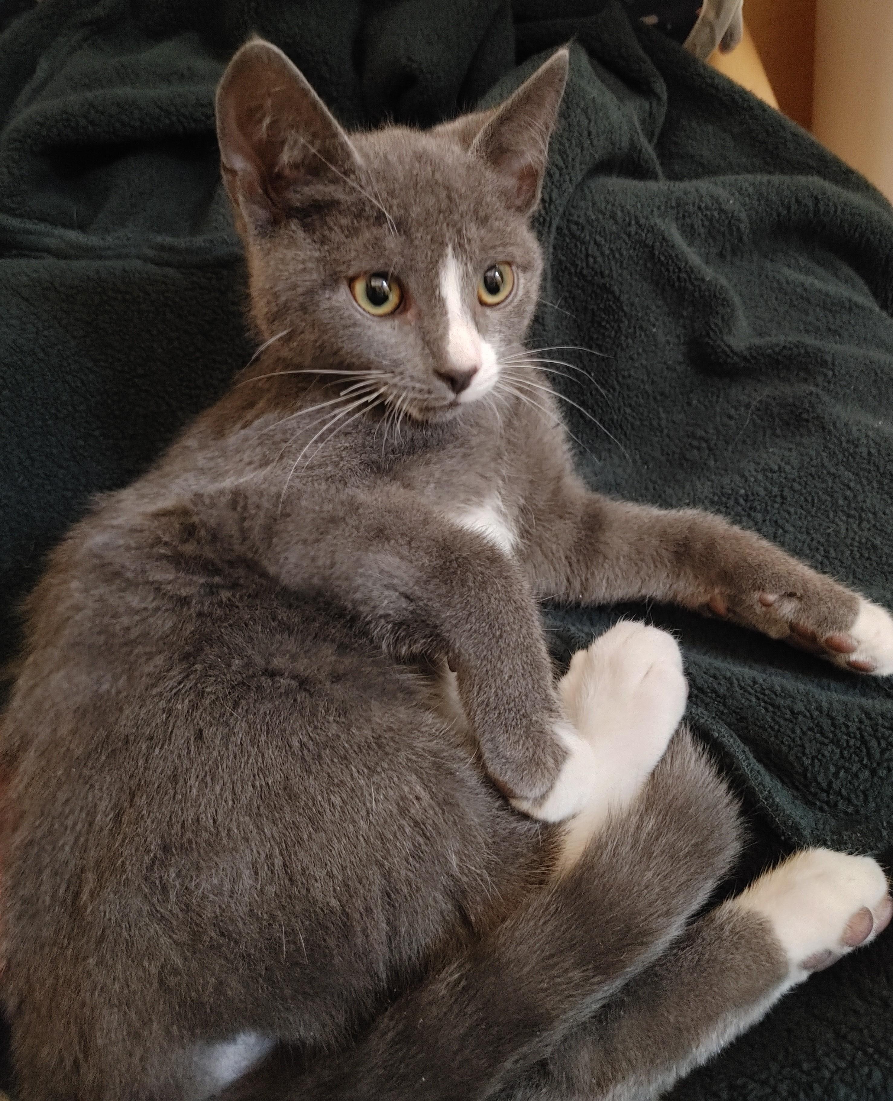 Enlarge Marty, a Adoptable Tuxedo in Waynesboro, VA image 2/4