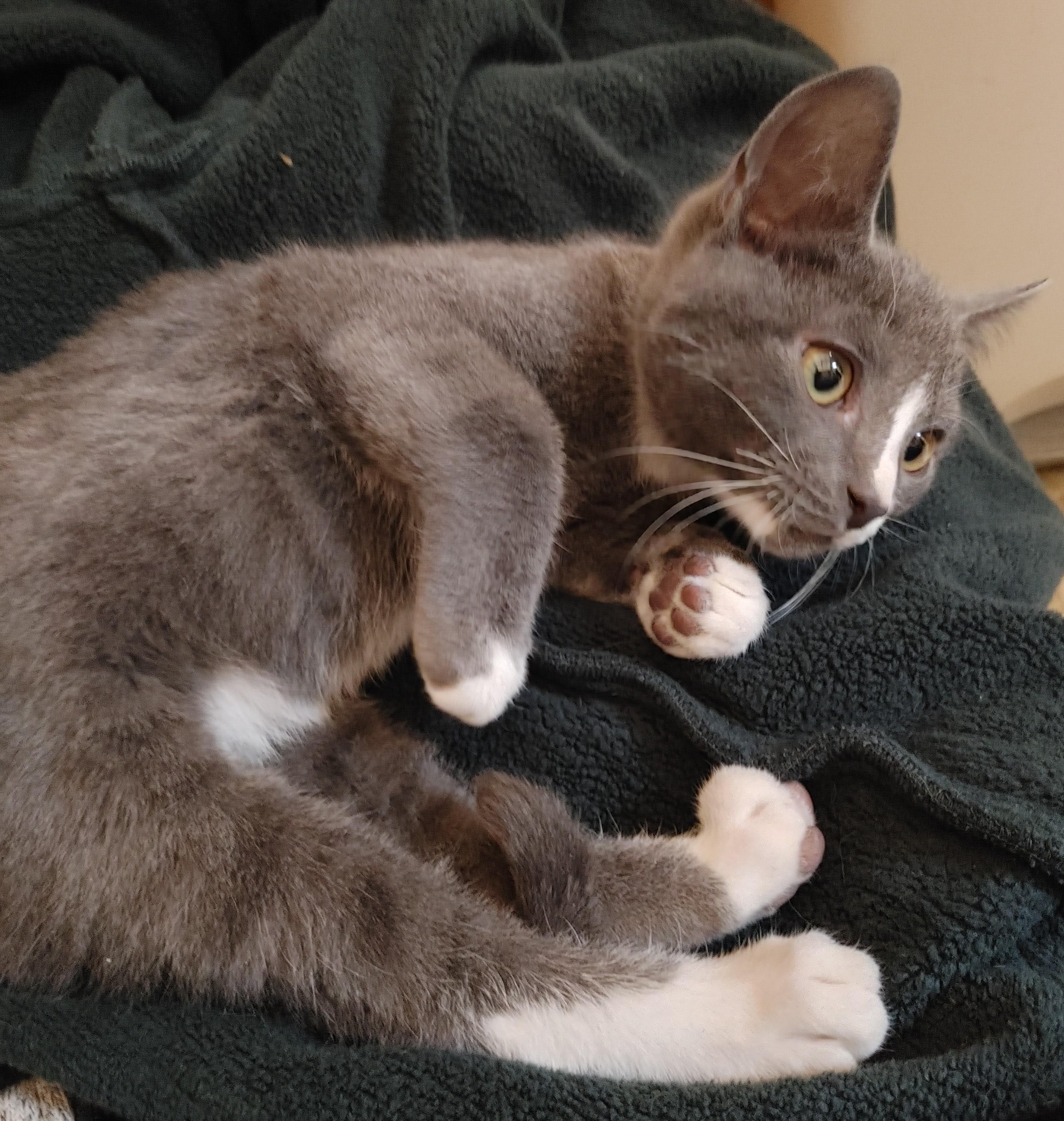 Enlarge Marty, a Adoptable Tuxedo in Waynesboro, VA image 3/4
