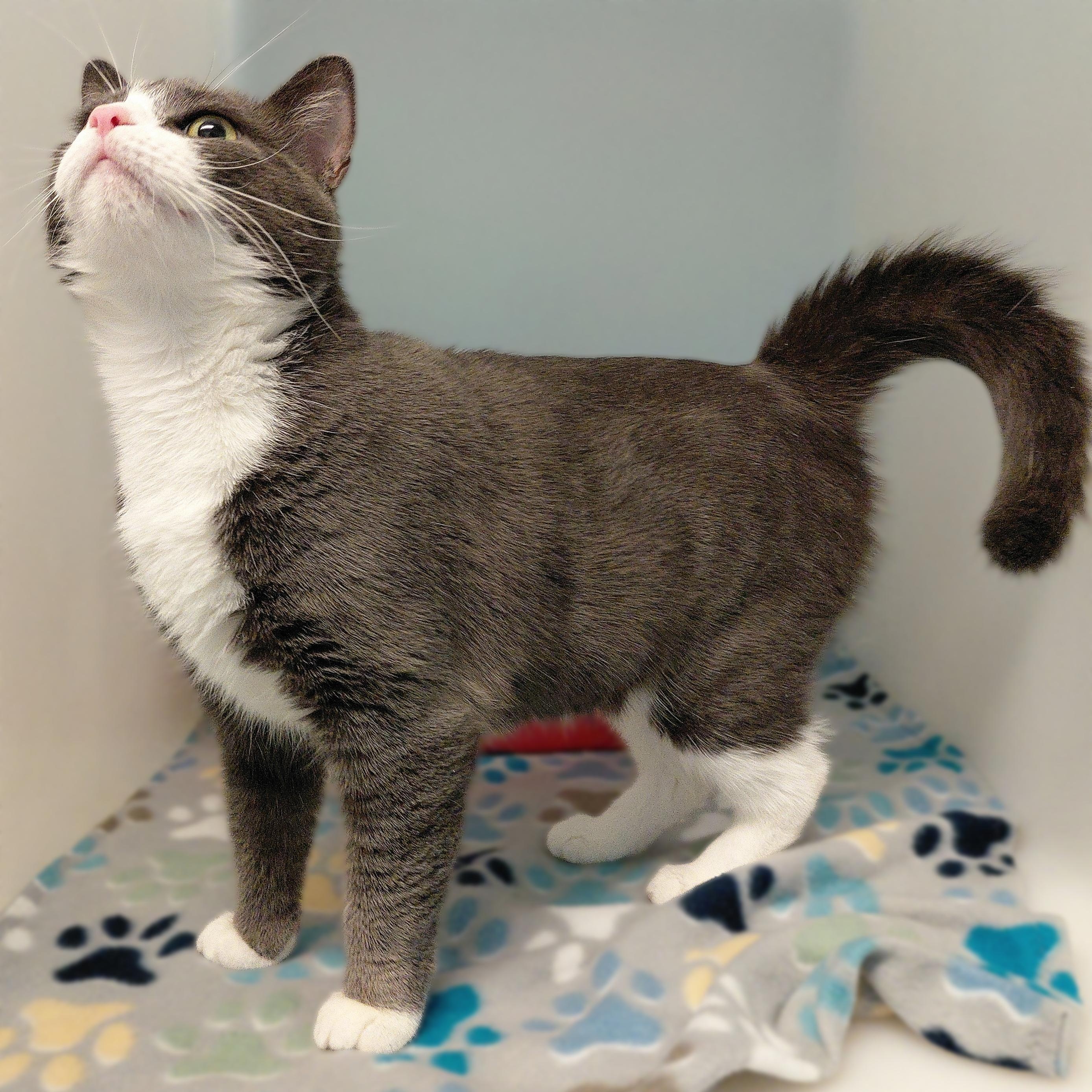 Enlarge Lexi, an adopted Domestic Short Hair in Stanley, VA image 2/6