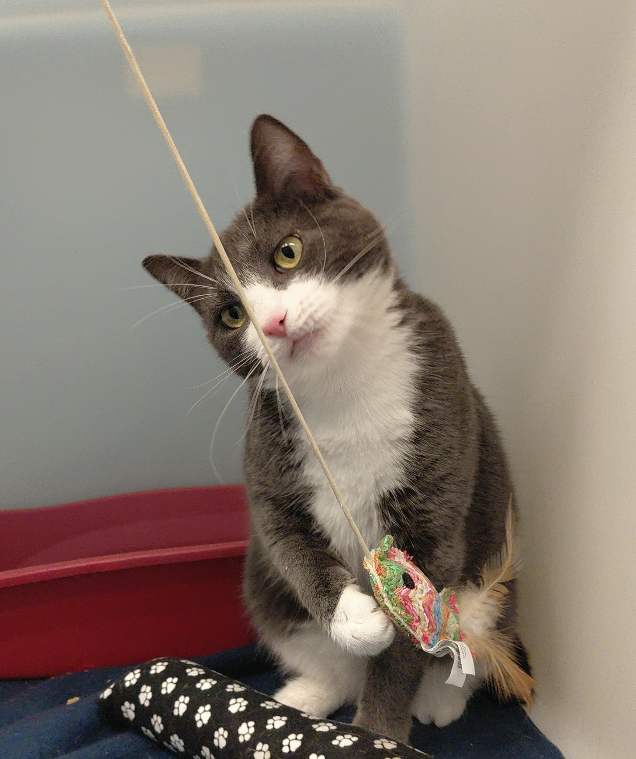 Enlarge Lexi, an adopted Domestic Short Hair in Stanley, VA image 6/6