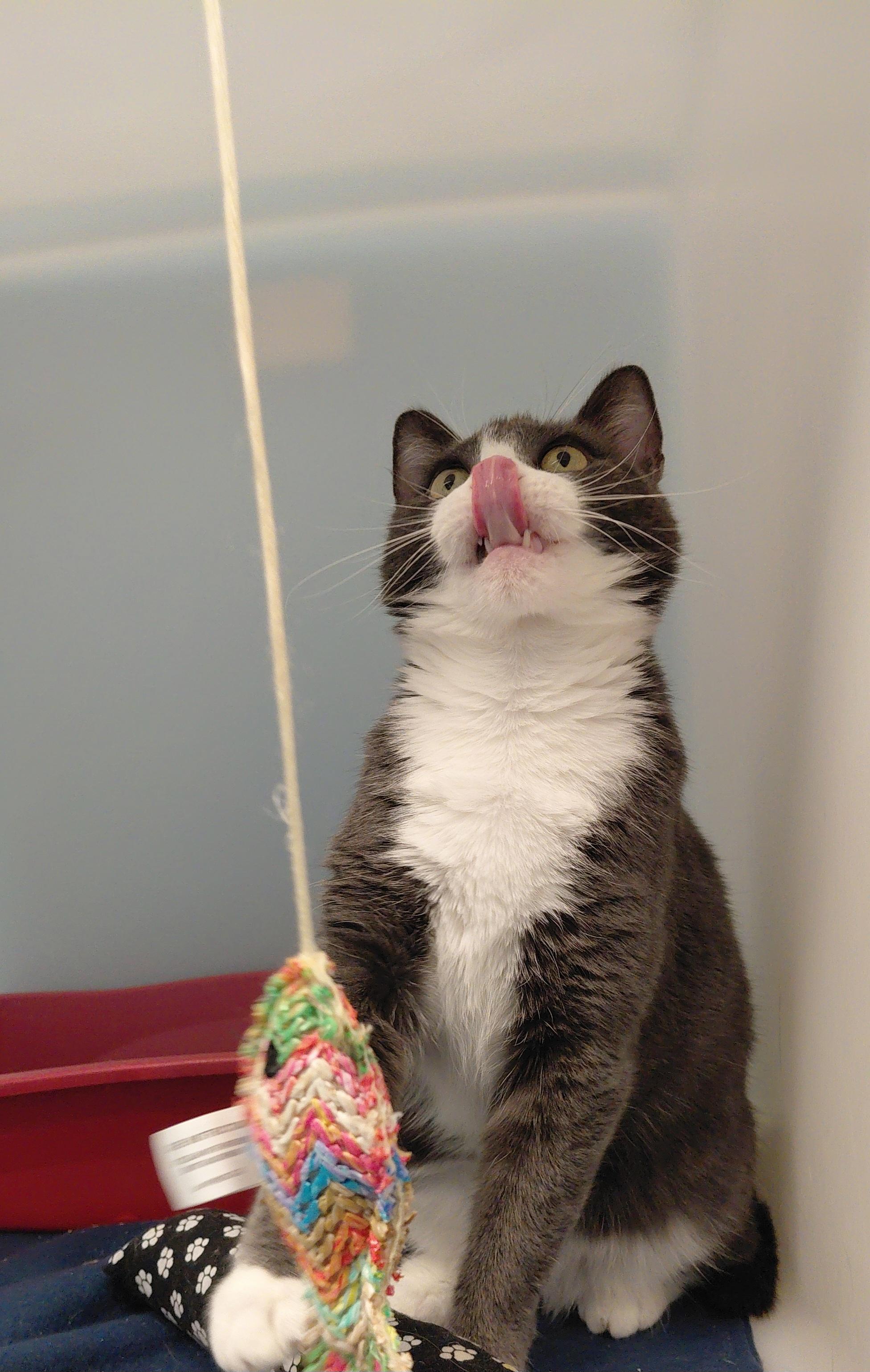 Enlarge Lexi, an adopted Domestic Short Hair in Stanley, VA image 5/6