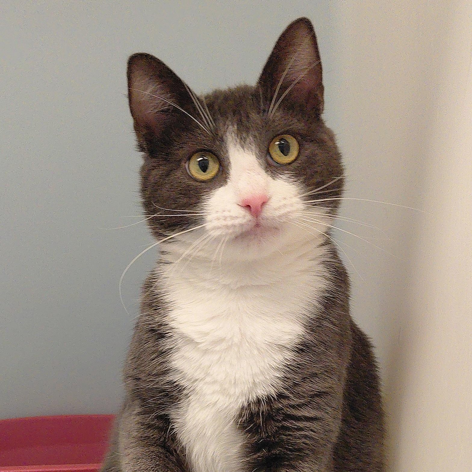 Lexi, adopted, Adult Female Domestic Short Hair.