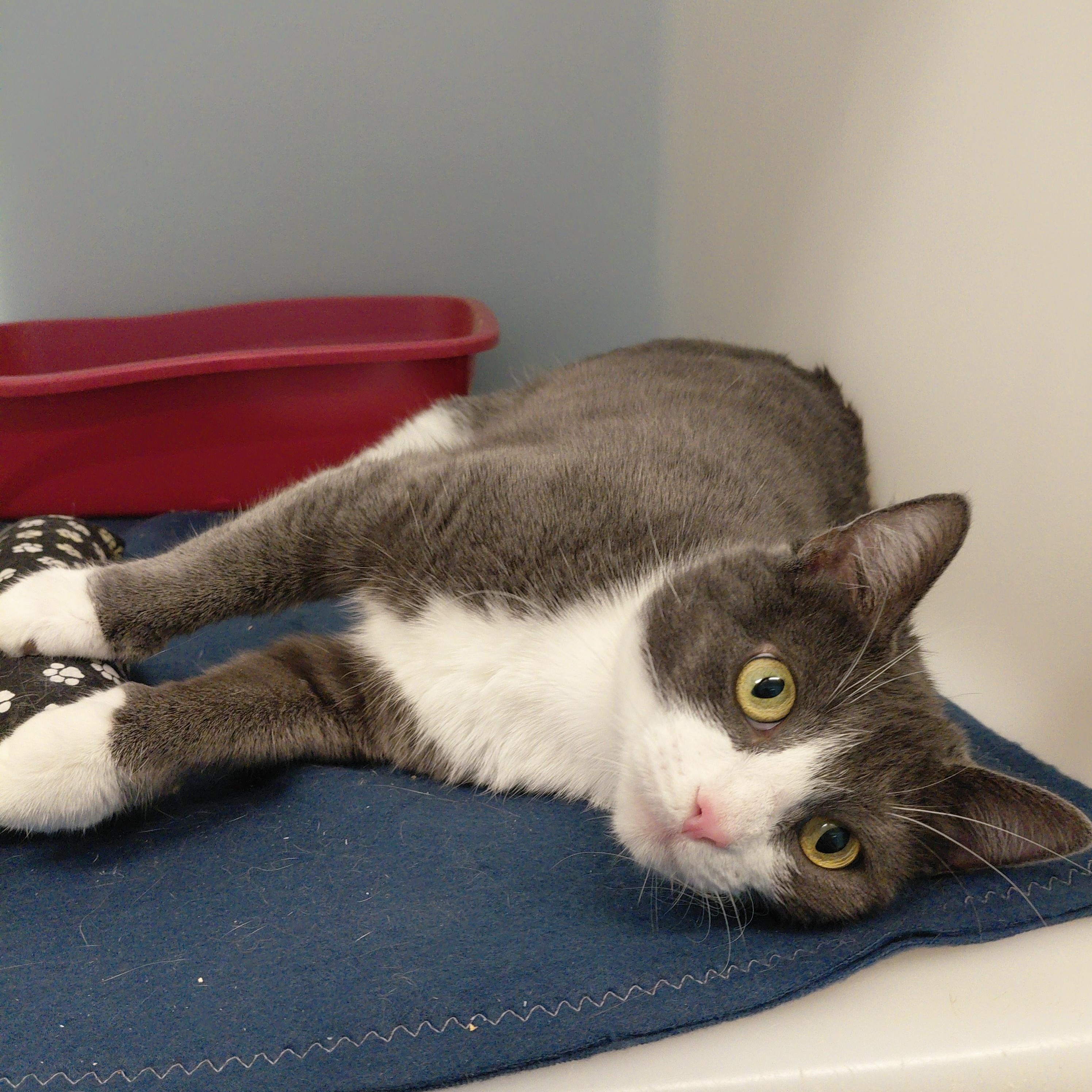 Enlarge Lexi, an adopted Domestic Short Hair in Stanley, VA image 4/6