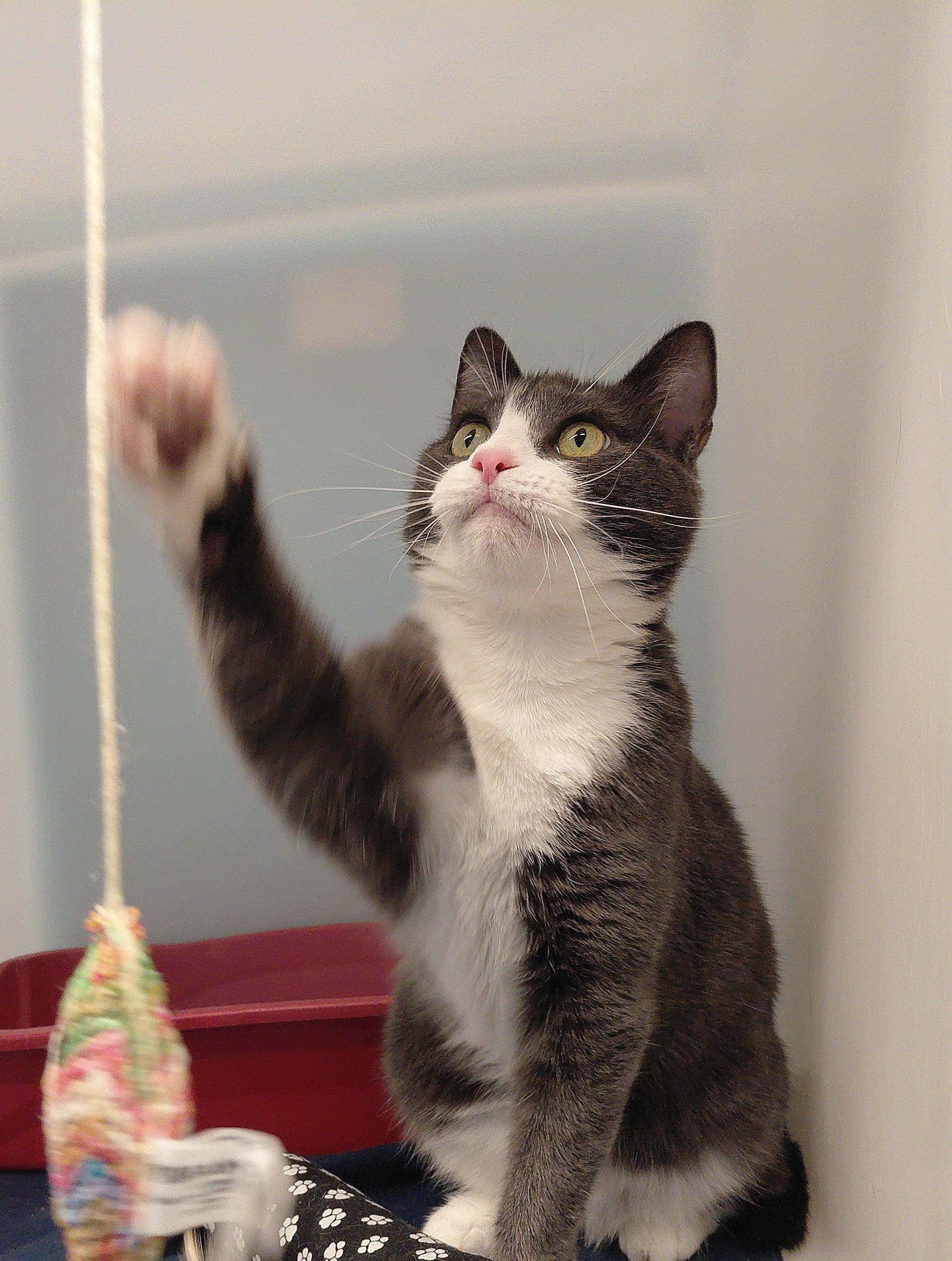 Enlarge Lexi, an adopted Domestic Short Hair in Stanley, VA image 3/6