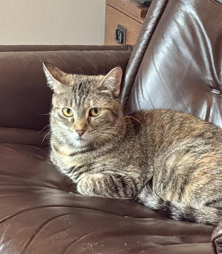 Enlarge Catalina (shy), a Adoptable Domestic Short Hair in Cary, NC image 1/3
