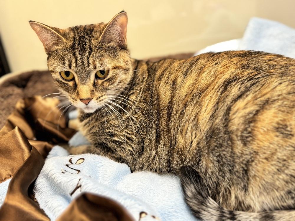 Enlarge Catalina, a Adoptable Domestic Short Hair in Cary, NC image 2/4