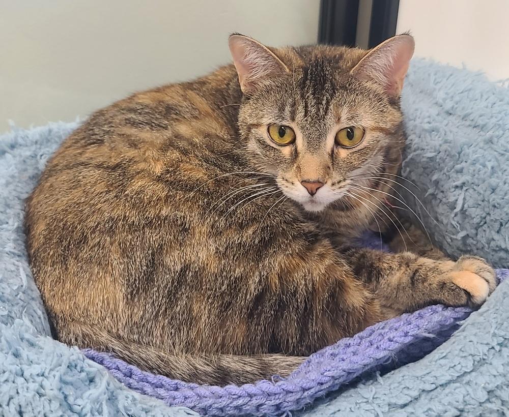 Enlarge Catalina (shy), a Adoptable Domestic Short Hair in Cary, NC image 2/3