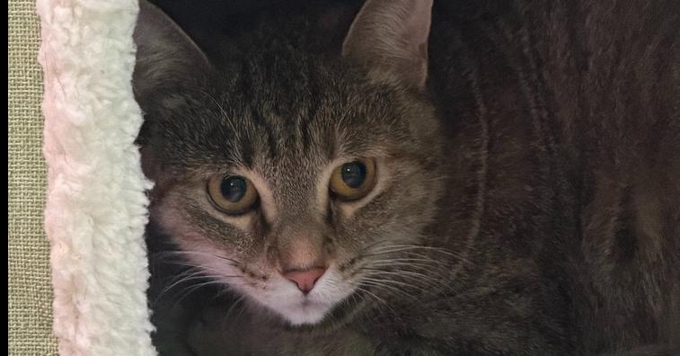 Enlarge Catalina, a Adoptable Domestic Short Hair in Cary, NC image 3/4