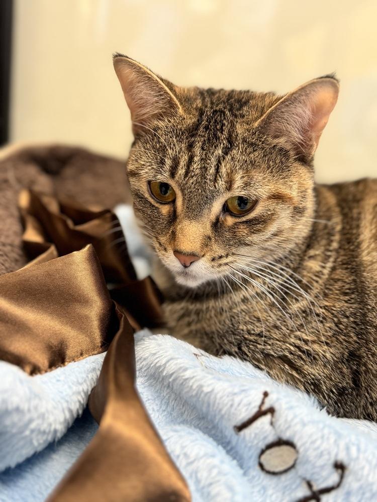 Enlarge Catalina, a Adoptable Domestic Short Hair in Cary, NC image 4/4