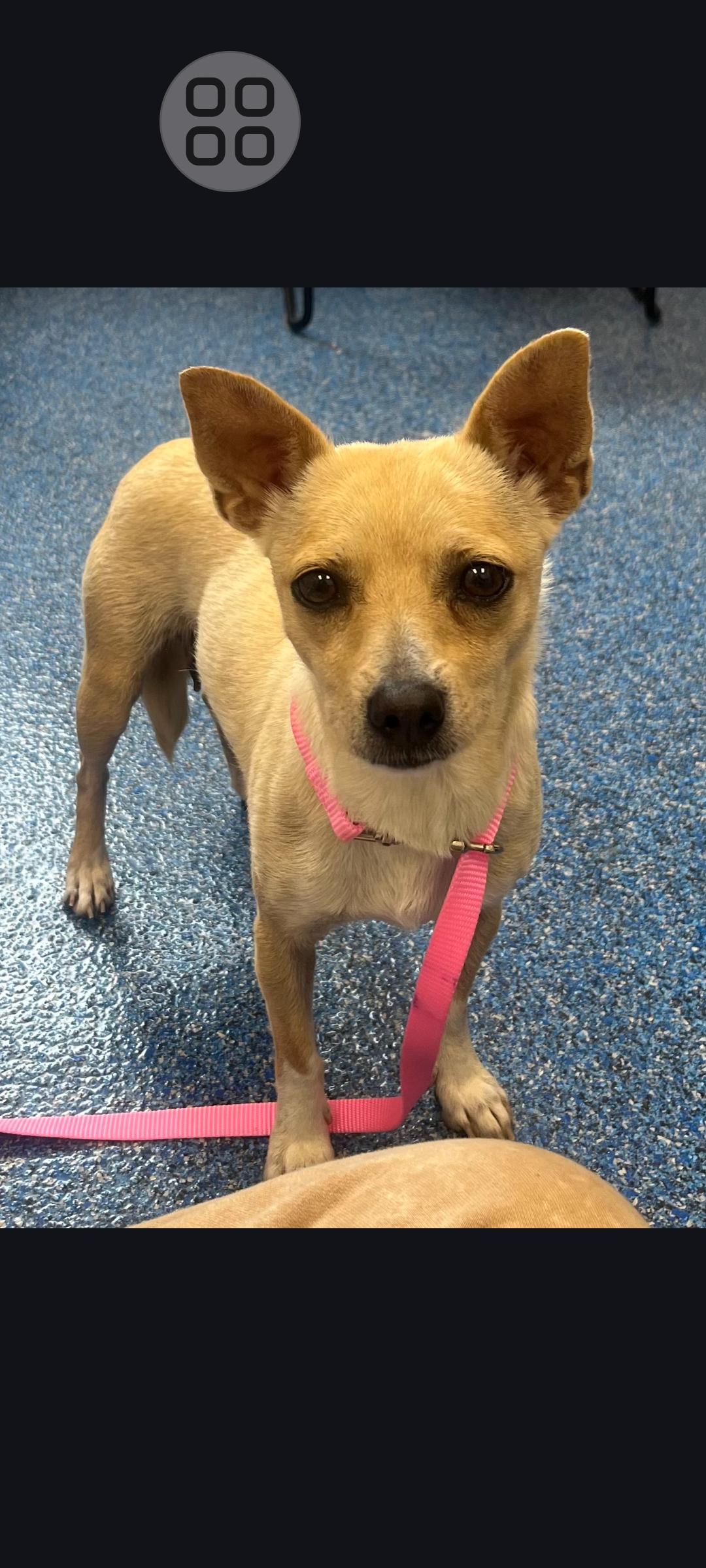 Jenna, ADOPTABLE, Adult Female Chihuahua.