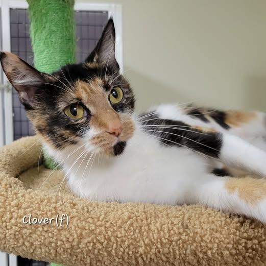 Enlarge Clover, an adopted Calico in Mazon, IL image 1/1