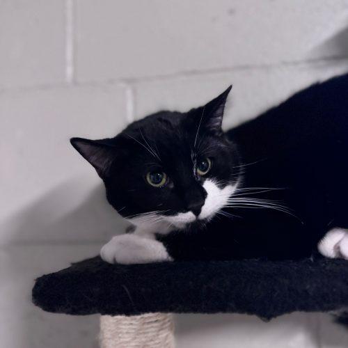Hermes, Adoptable, Kitten Male Domestic Short Hair.