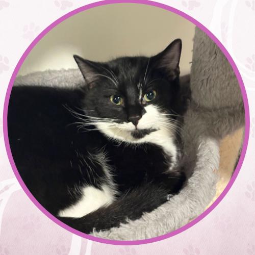 Enlarge Hermes, a Adoptable Domestic Short Hair in Toms River, NJ image 2/5