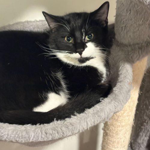 Enlarge Hermes, a Adoptable Domestic Short Hair in Toms River, NJ image 3/5