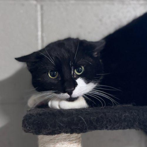 Enlarge Hermes, a Adoptable Domestic Short Hair in Toms River, NJ image 4/5