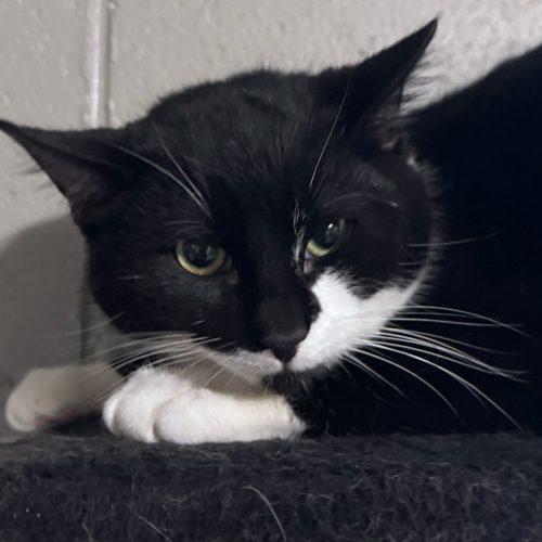 Enlarge Hermes, a Adoptable Domestic Short Hair in Toms River, NJ image 5/5