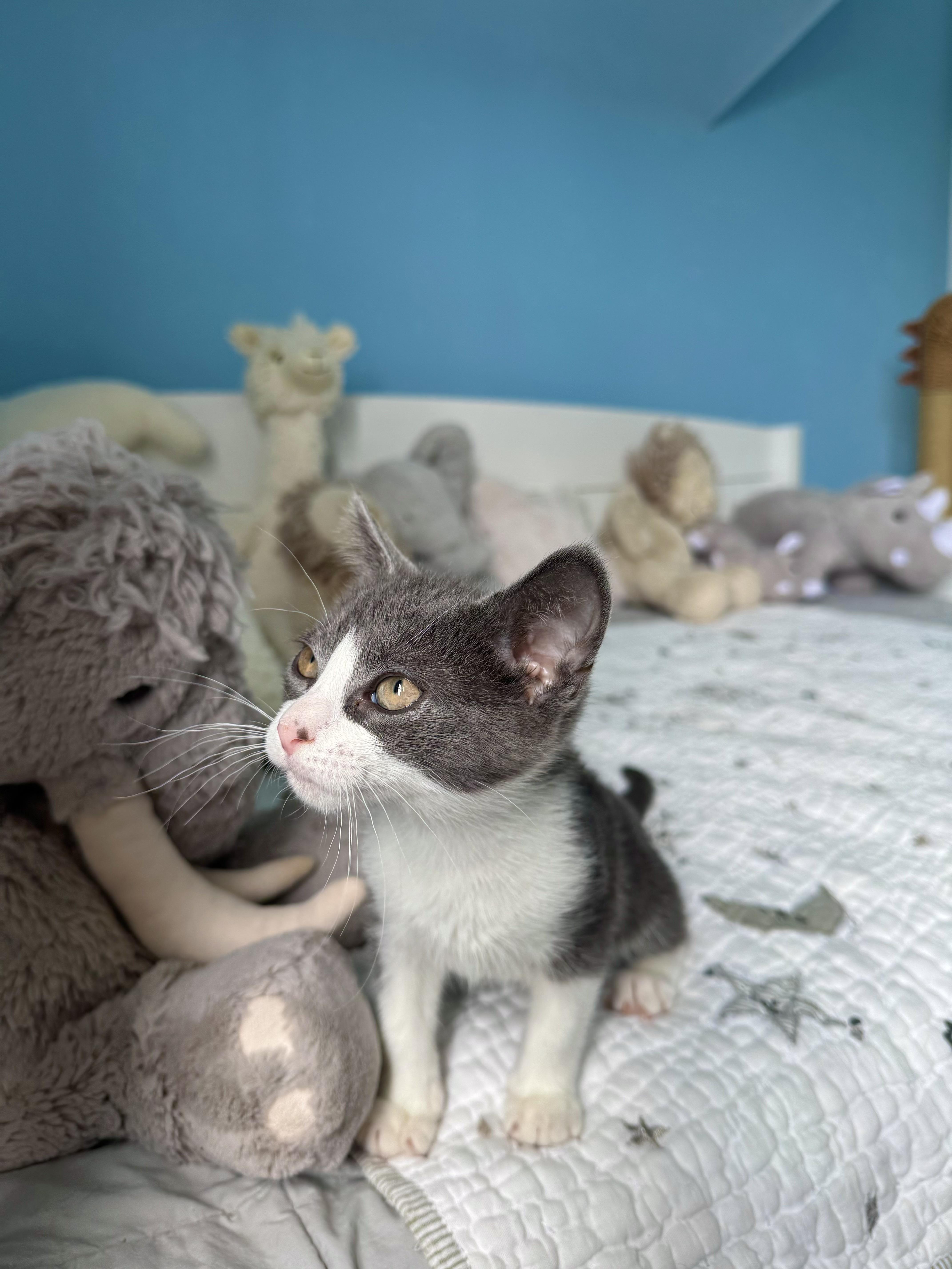 Enlarge Ripple, a ADOPTABLE Domestic Short Hair in Ramsey, NJ image 2/6