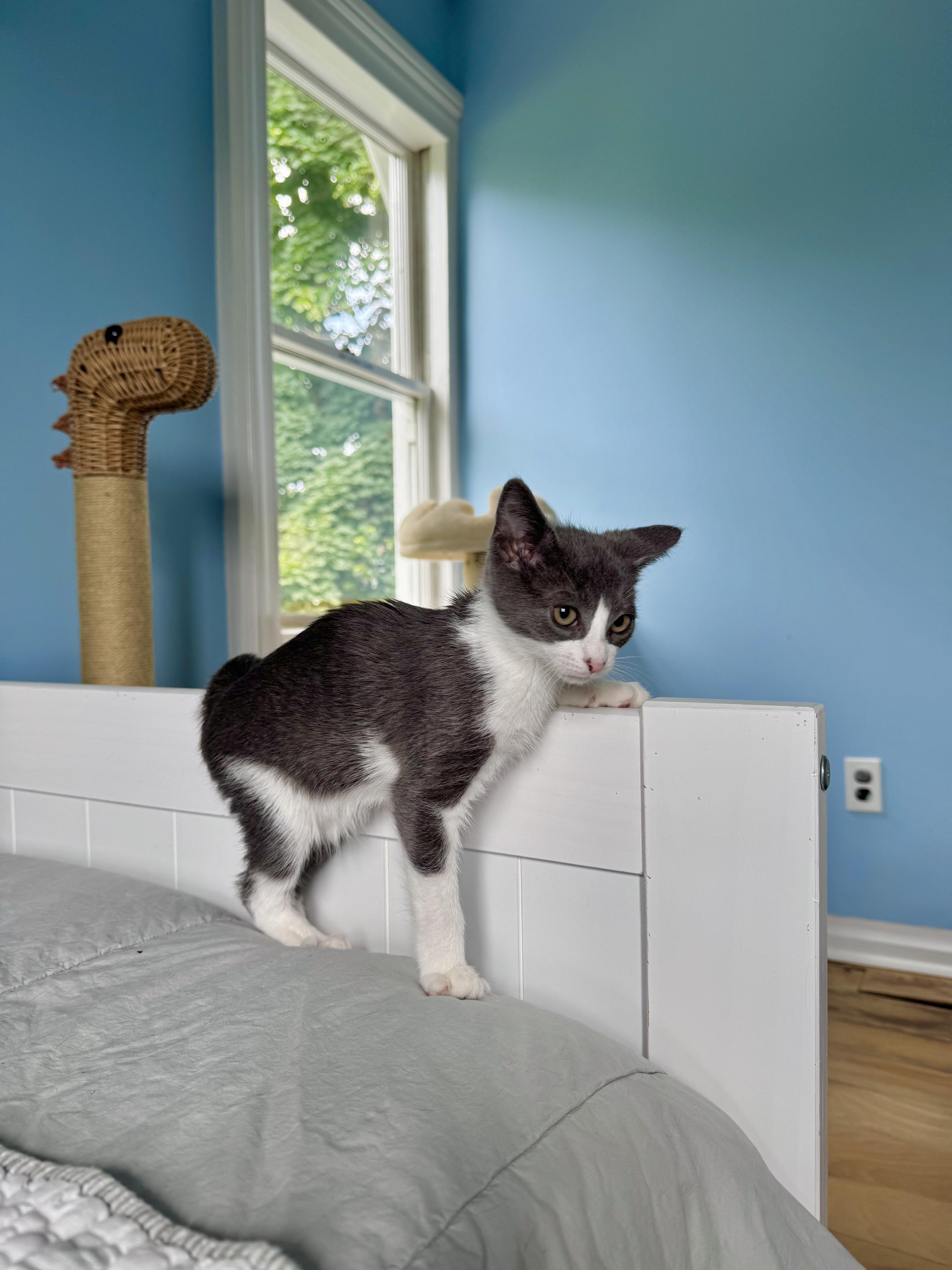 Enlarge Ripple, a ADOPTABLE Domestic Short Hair in Ramsey, NJ image 5/6