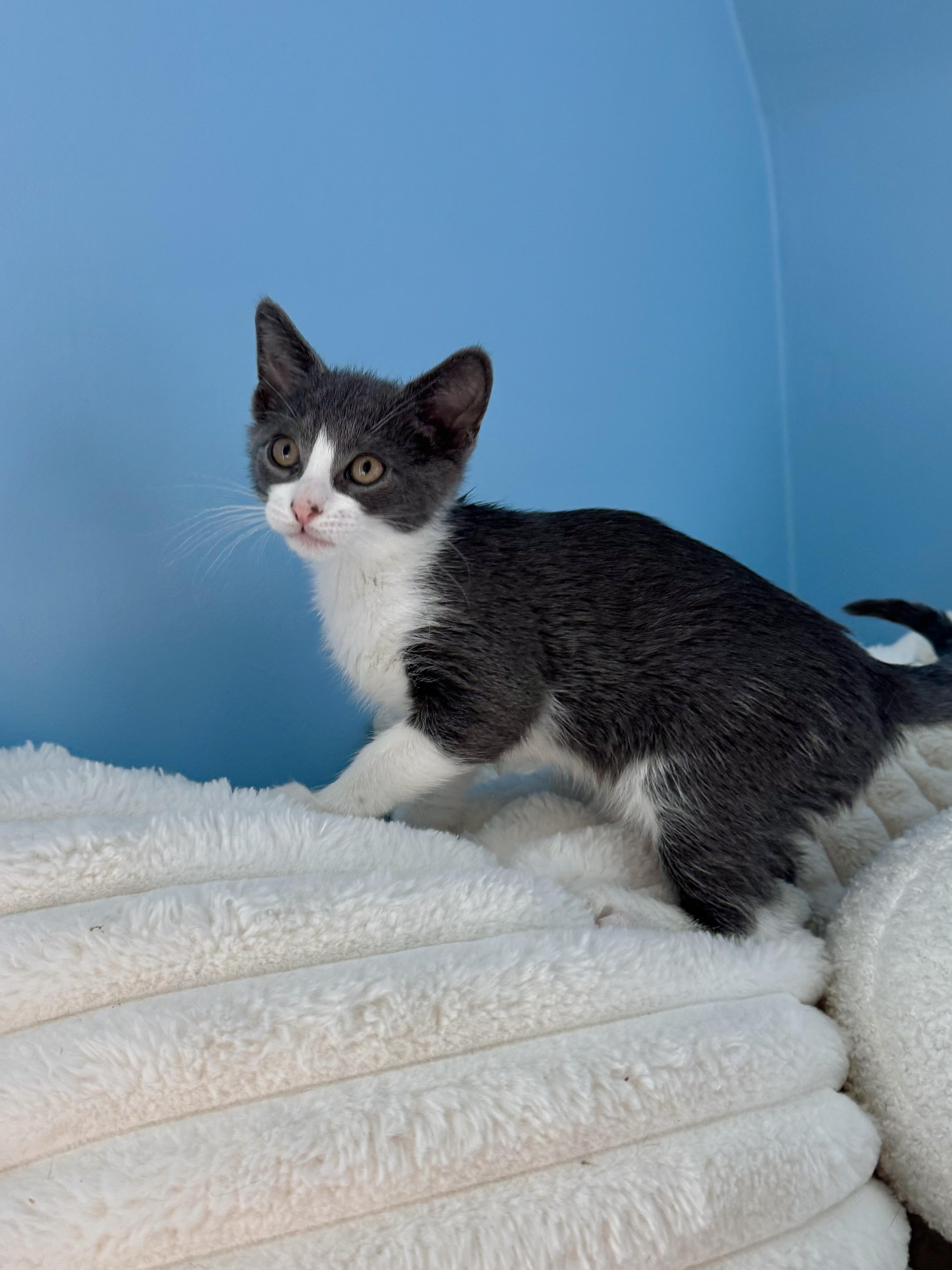 Enlarge Ripple, a ADOPTABLE Domestic Short Hair in Ramsey, NJ image 3/6