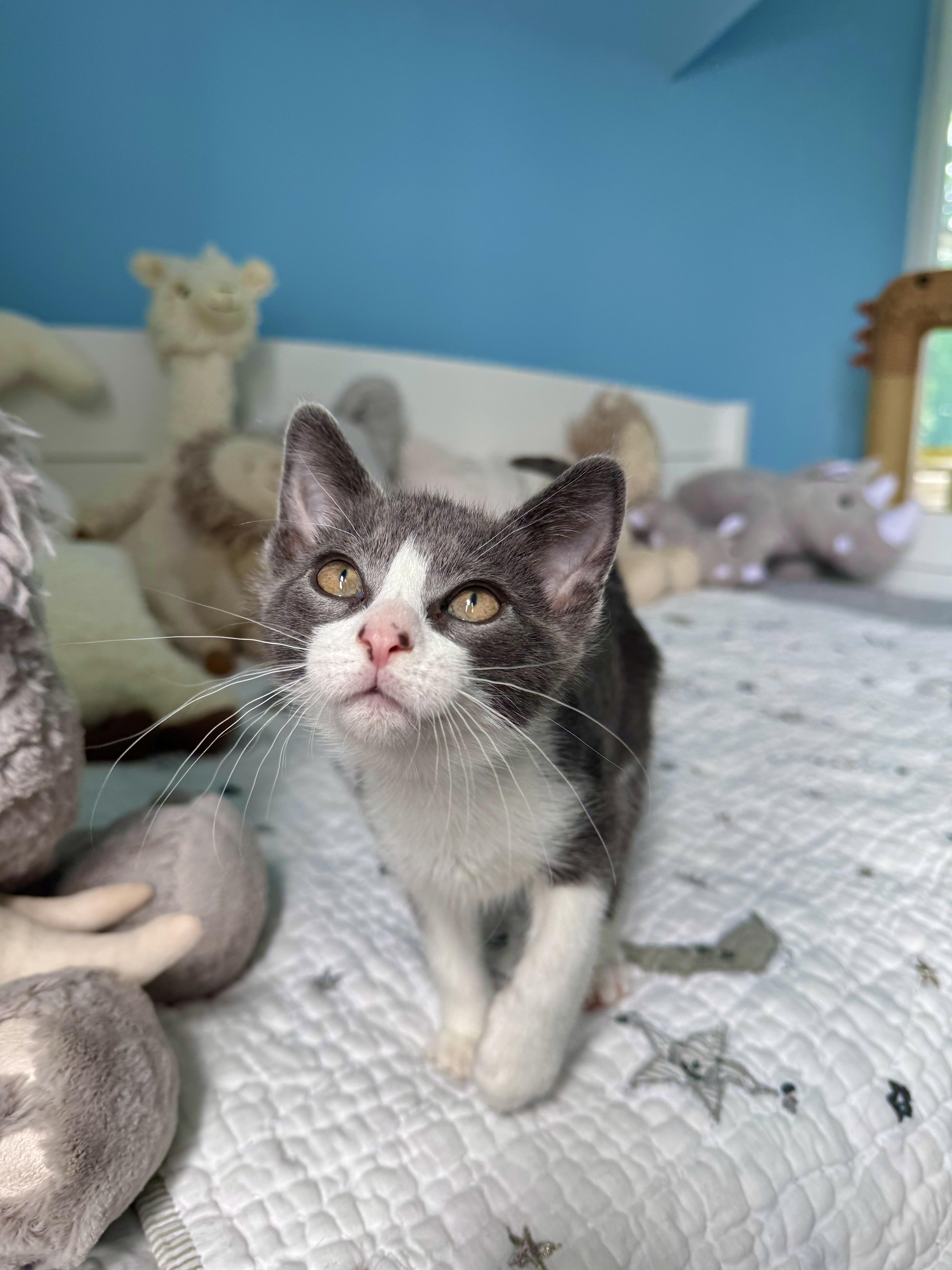 Enlarge Ripple, a ADOPTABLE Domestic Short Hair in Ramsey, NJ image 1/6