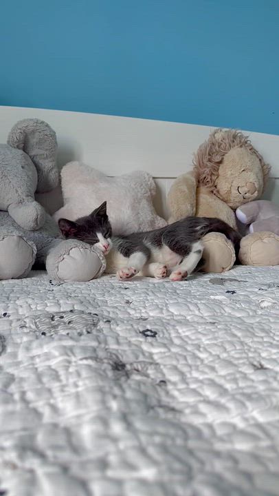 Enlarge Ripple, a ADOPTABLE Domestic Short Hair in Ramsey, NJ video 4/6