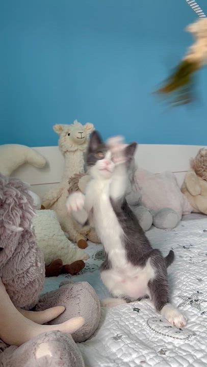 Enlarge Ripple, a ADOPTABLE Domestic Short Hair in Ramsey, NJ video 6/6