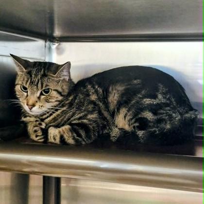 Mooshy, Adoptable, Adult Female Domestic Short Hair & Domestic Short Hair.