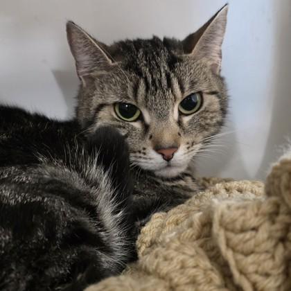 Enlarge Mooshy, a Adoptable mixed breed in Voorhees, NJ image 1/3