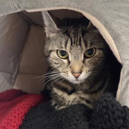 Enlarge Mooshy, a Adoptable mixed breed in Voorhees, NJ image 2/3