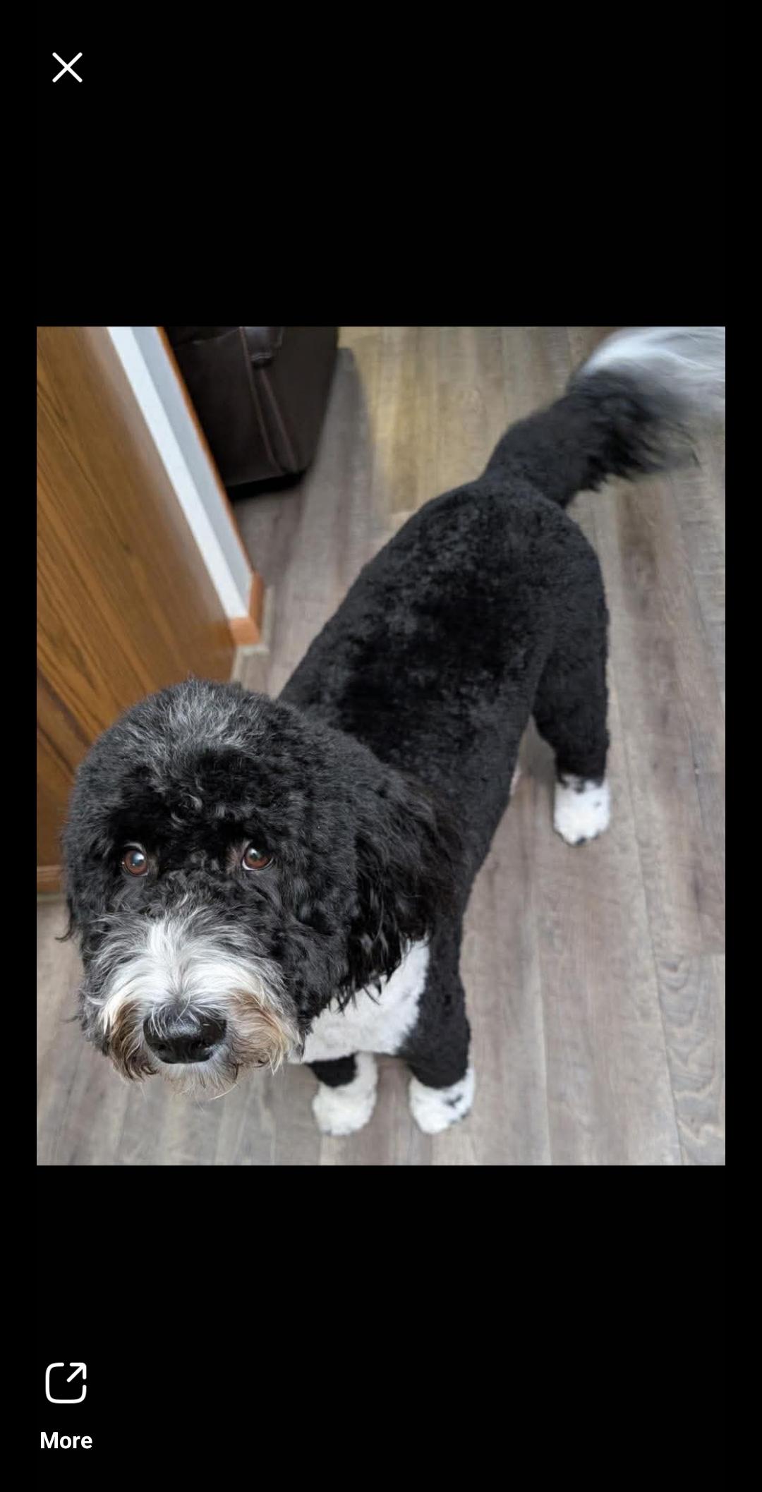 Enlarge Rocky, a ADOPTABLE Labradoodle in Macomb, MI image 1/1
