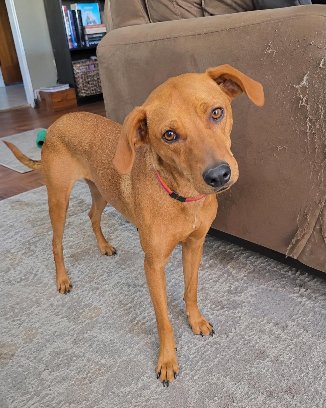 Enlarge Apricot, a Adoptable mixed breed in Encinitas, CA image 4/4