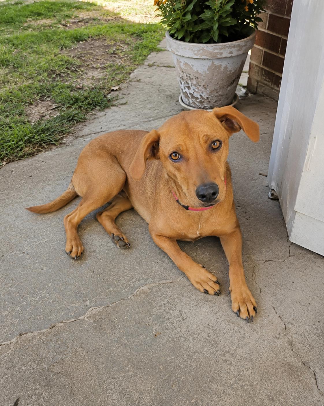 Enlarge Apricot, a Adoptable mixed breed in Encinitas, CA image 3/4