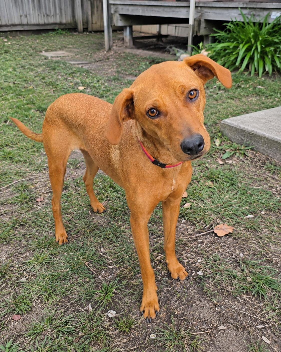 Enlarge Apricot, a Adoptable mixed breed in Encinitas, CA image 2/4