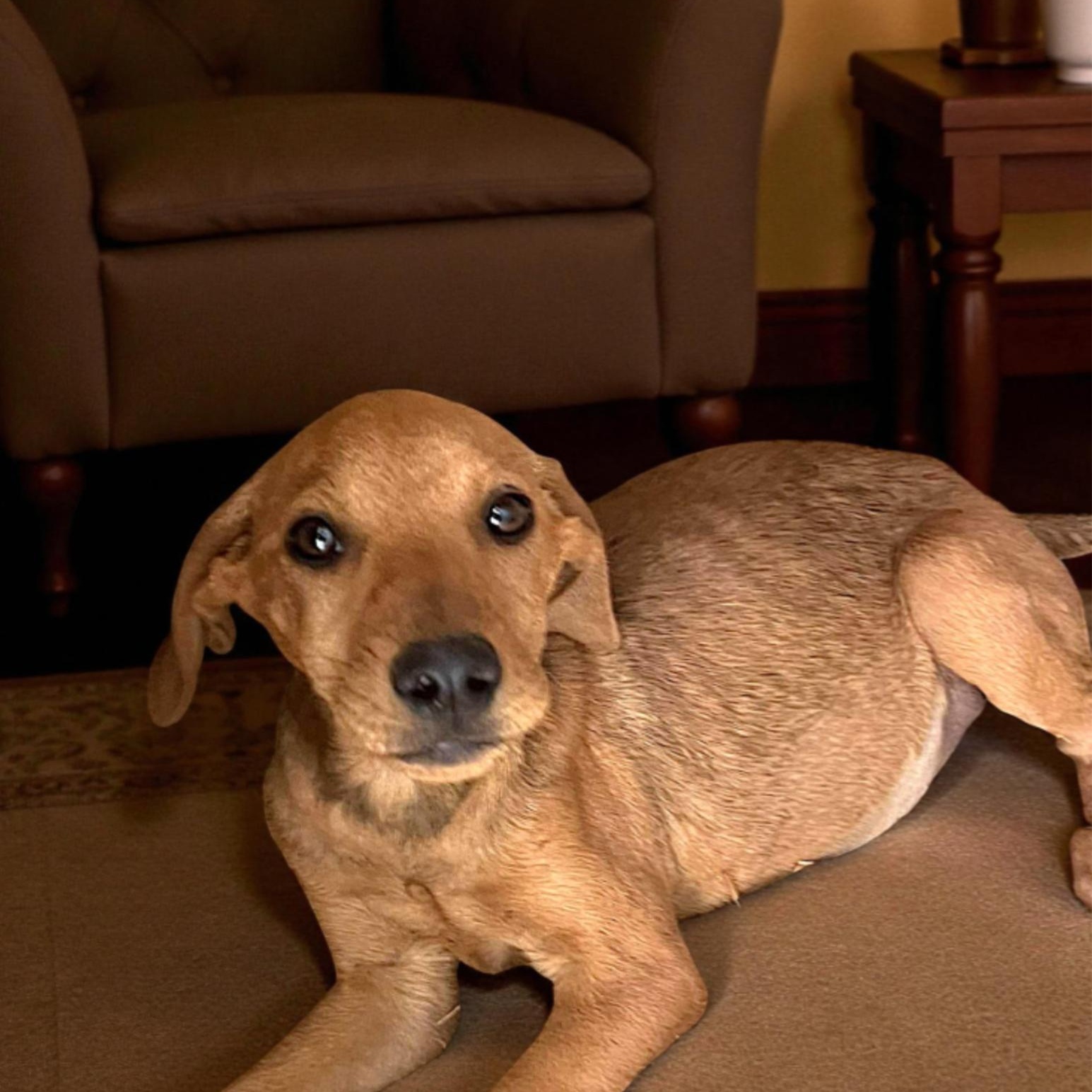 Apricot, Adoptable, Puppy Female Hound & Terrier.